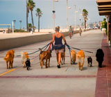 Dog Walkers de cães no Botafogo