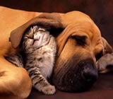 Hotéis para Cães e Gatos em Botafogo